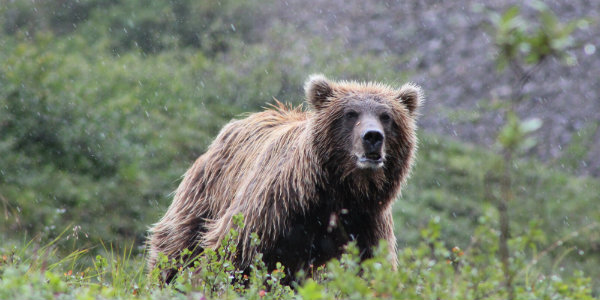 The diversity wildlife is one of the major draws of Denali