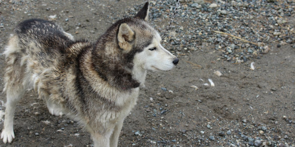 An Iditarod Husky looks ready for his next run!