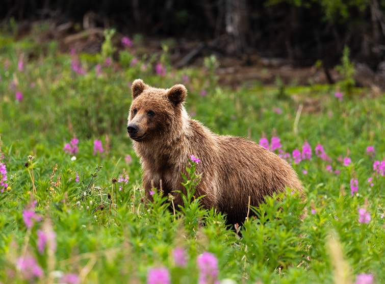 Grizzly Bear Big Five Alaska