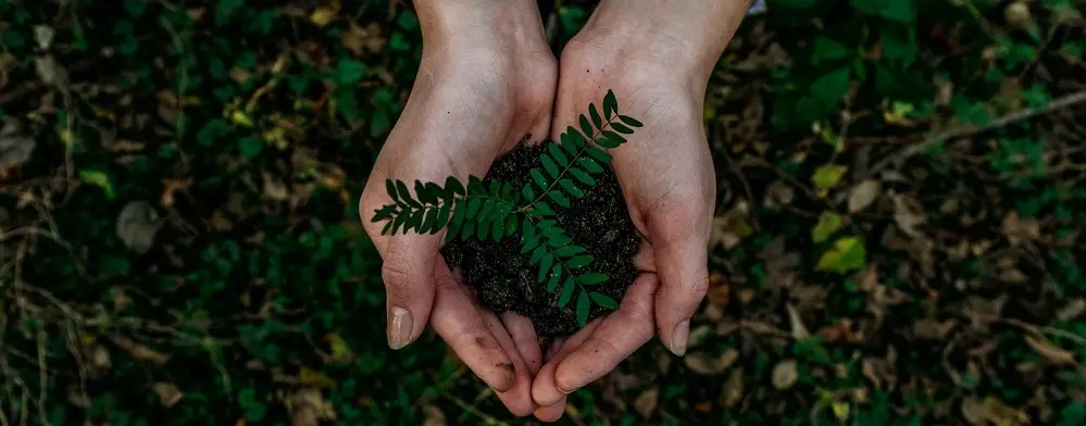 Go Green Sustainability Hands Holding Plant