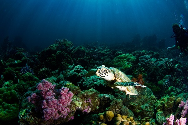 Sea Turtle Ocean Swimming