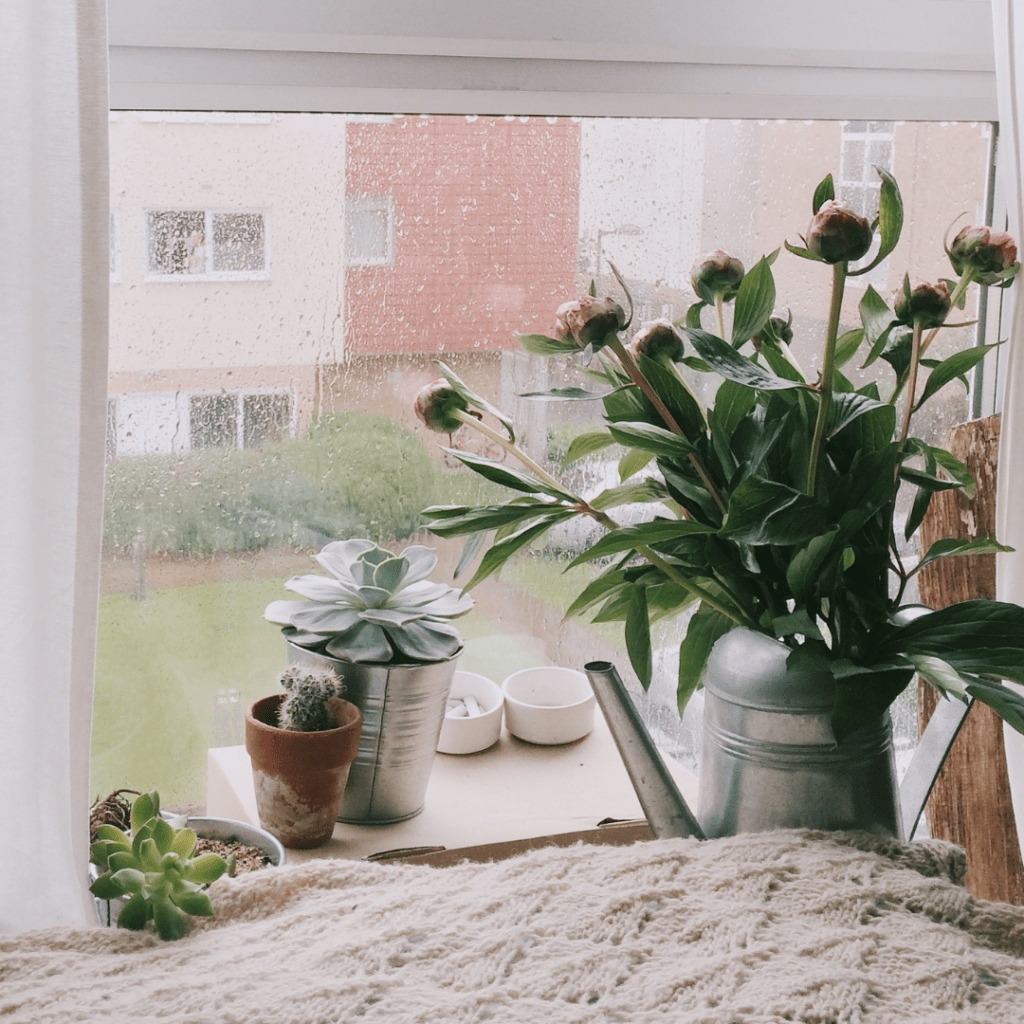 Plants And Window