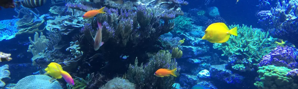 Snorkeling Coral Reef