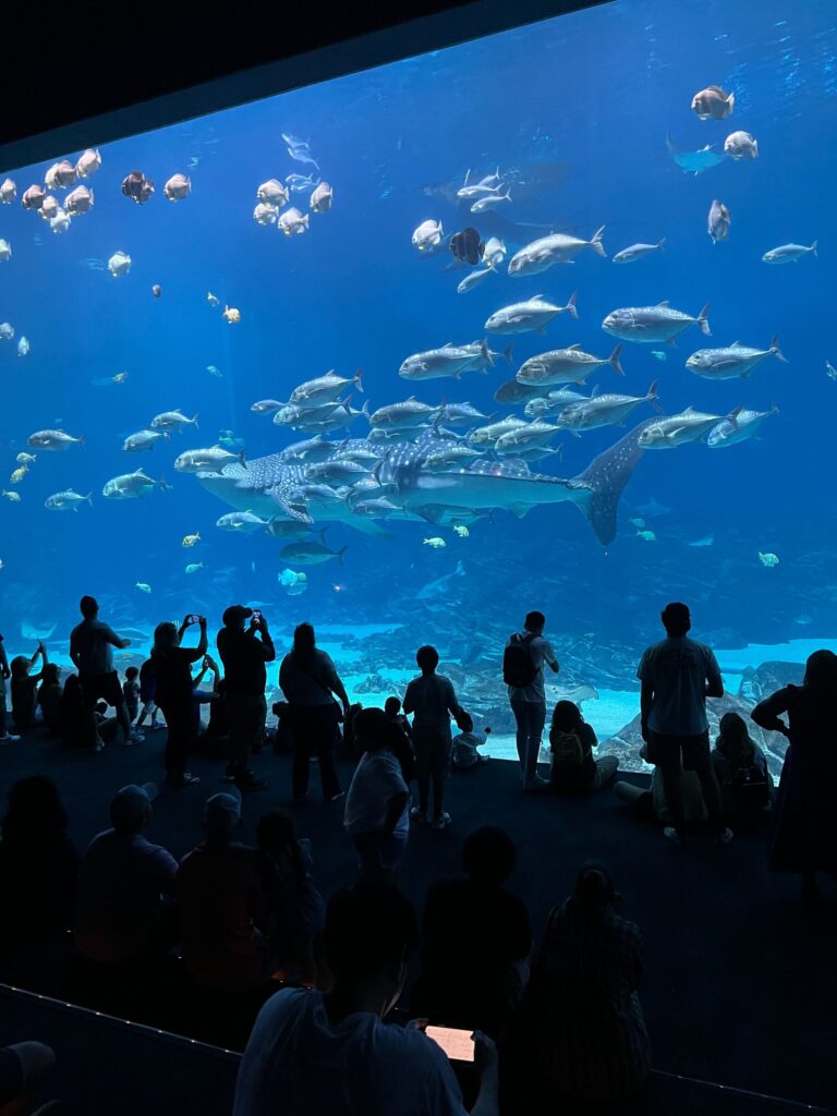 Fish tank at Georgia Aquarium