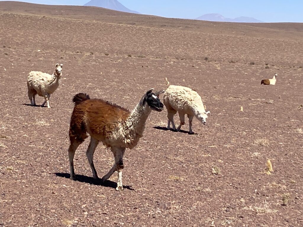 Animals In Chile